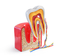 Human tooth structure. Cross section scheme representing tooth layers enamel, dentine, pulp with blood vessels and nerves, cementum and structures around it. 3d illustration.