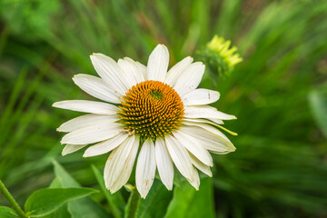 Fototapeta premium Herbal Echinacea Flowers. Herbal Echinacea or Coneflower flowers in a garden.