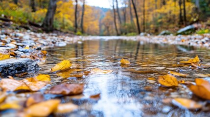 Obraz premium Autumnal creek bed, fallen leaves reflecting in clear water. Crisp fall colors, calm stream, pebbles, forest scenery