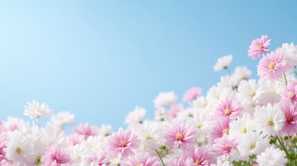 Fototapeta premium Delicate pink and white cosmos flowers against a clear blue sky
