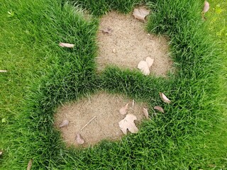 Dead grass top view of the nature background. texture of Green and brown patch. grass texture the...