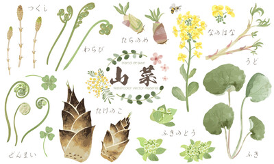 水彩でラフに描いた春の山菜素材セット（植物の名称付き）