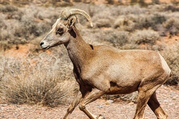 Obraz premium Bighorn Sheep Running near the Fire Canyon Road, Valley of Fire State Park in Nevada.