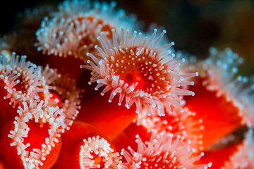 Delicate detail of Strawberry Anemones (Corynactis californica), a type of corallimorpharia found...