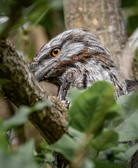 A Tawny Frogmouth (Podargus strigoides) observing closely from the branch of a tree.