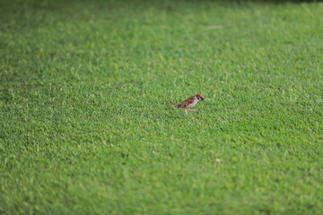 Small Bird on Green Grass Nature Photography, Wildlife Scene