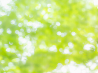 Fototapeta premium 木漏れ日の様子。爽やかな光の風景。