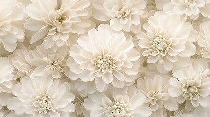 Resplendent Allure of Ivory-Hued Clover: Adorning the Prairie with Ethereal Elegance, Immaculate Purity, and Mesmerizing Petal Intricacy