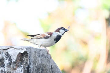 House sparrow. Its other name Passer domesticus and Indian House sparrow. This is a bird of...