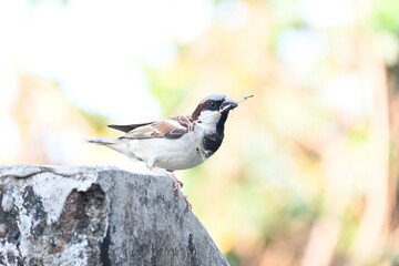House sparrow. Its other name Passer domesticus and Indian House sparrow. This is a bird of...