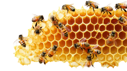Busy Bees at Home: A close-up shot showcases honeybees busily at work on their honeycomb, a testament to nature's industry and the sweet rewards it yields.