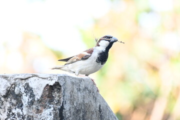 House sparrow. Its other name Passer domesticus and Indian House sparrow. This is a bird of...