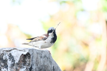House sparrow. Its other name Passer domesticus and Indian House sparrow. This is a bird of...