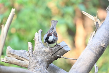 House sparrow. Its other name Passer domesticus and Indian House sparrow. This is a bird of...