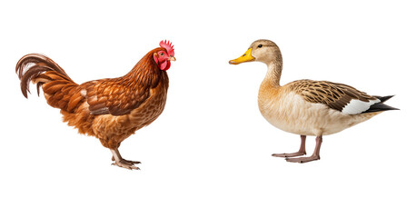 Fototapeta premium Duck and chicken together isolated on white background