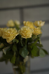 yellow rose in a pot