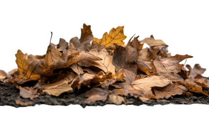 Fototapeta premium Golden Autumn Embrace: A close-up view of fallen autumn leaves resting gracefully on the earth, exhibiting a symphony of warm hues and the intricate details of nature's design.