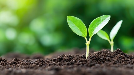 Fototapeta premium Vibrant green seedlings sprouting in soil new growth nature environmental theme