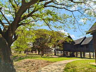 cherry blossom in the park