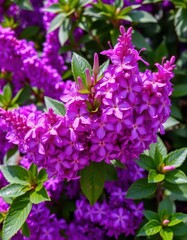 Vibrant purple blossoms, freshly picked, lush texture, purple blooms, nature