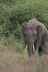 Sri Lankan Elephants and Tuskers in Kalawewa, Sri Lanka 