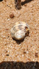 A close-up of a beautifully patterned shell resting on sandy beach, showcasing nature's intricate designs and textures.