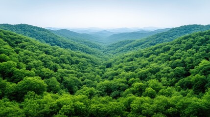 Obraz premium Lush green forest valley, stretching into distant mountains. Dense foliage fills the valley floor, with hills rising on either side. A tranquil, serene vista