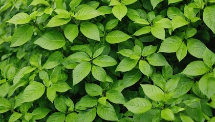 Fototapeta premium Fresh organic mint in the garden. 1