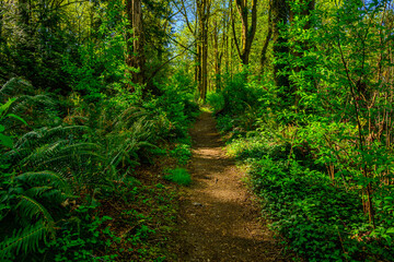Fototapeta premium 2025-04-16 A WALKING TRAIL LINED WITH LUSH GREEN FERNS AND TREES WITH GOLDEN SUNLIGHT SHINNING THROUGH ON MERCER ISLAND WASHINGTON