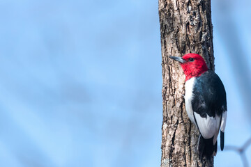 American Red-Headed Woodpecker pecking wood from the tree. close-up view.