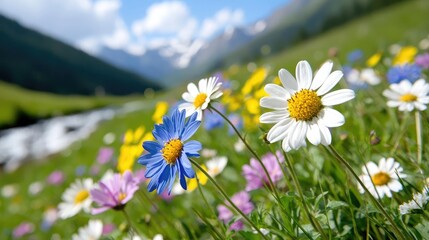 Vibrant wildflower meadow summer sunlight nature photography background image