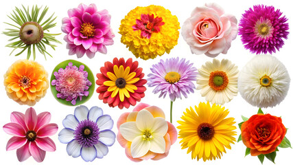set of different beautiful flowers on white backgr