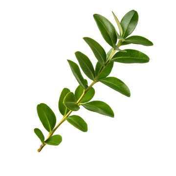 Fototapeta Lush green boxwood branch isolated on transparent background, perfect for nature themed designs