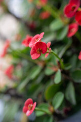 Vibrant pink flowers in bloom