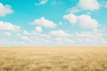 Obraz premium Expansive golden field under a vibrant blue sky.
