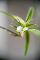 Obraz premium Delicate white flower bloom