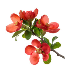 Branch of flowering quince with red blooms and green leaves isolated on transparent background, cut out path included