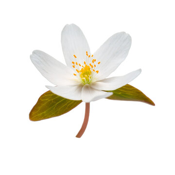 Delicate white bloodroot blossom featuring vibrant green leaves, isolated cleanly