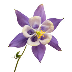 Studio shot of a delicate purple and white columbine flower with transparent background, ideal for nature themed projects