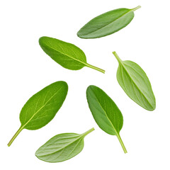 Naklejka premium Creeping thyme leaves falling against translucent backdrop, isolated with clipping path