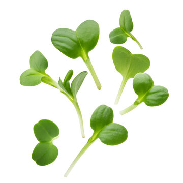 Freshly picked garden cress - Lepidium sativum - sprouts, isolated on transparent background with clipping path