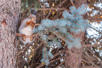 The squirrel with nut sits on tree in the winter or late autumn