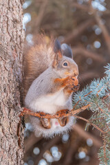 The squirrel with nut sits on tree in the winter or late autumn