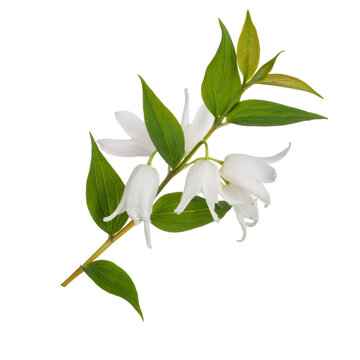 Delicate white blossoms adorning Japanese snowbell branch, verdant leaves contrasting against transparent backdrop