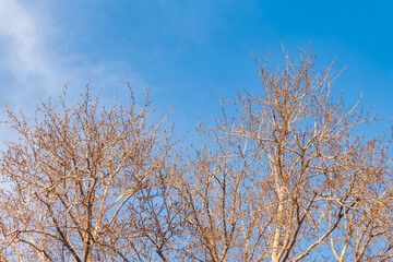 poplar branches, covered with buds against the blue sky
