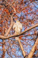 A Eurasian sparrowhawk perched on a branch of a tree outdoors.