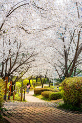 벚꽃 공원 산책