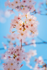 벚꽃 cherry blossoms