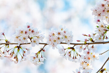 벚꽃 cherry blossoms