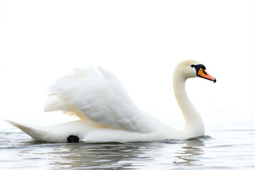 Naklejka premium white swan flapping its wings in the water